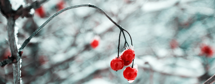 Snow