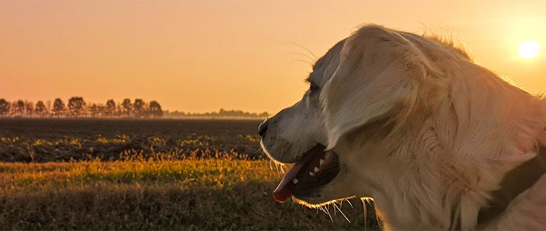 Keeping your dog safe from thieves