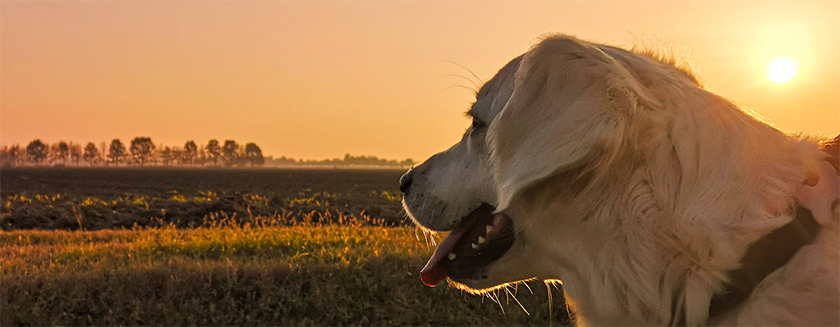 Dog theft precautions