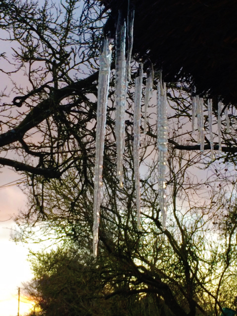 Icicles from Vicky Dowling - Winter 2021