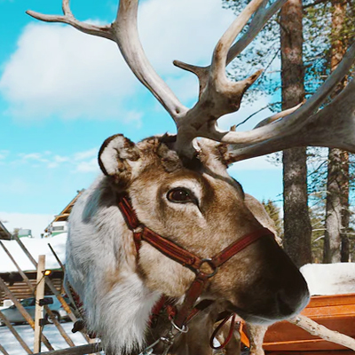 Reindeer