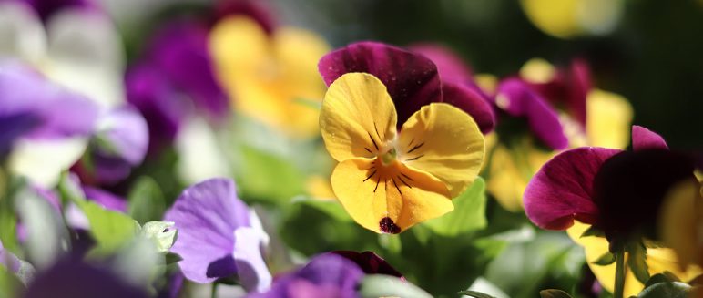 Stambourne Chapel Plant Sale