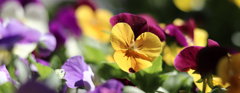 Stambourne Chapel - Plant sale 8th May 2021