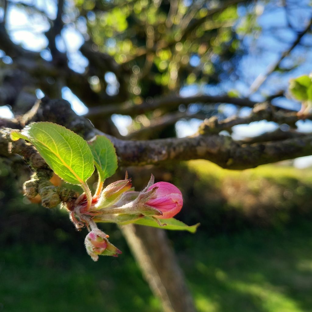 Spring in Stambourne