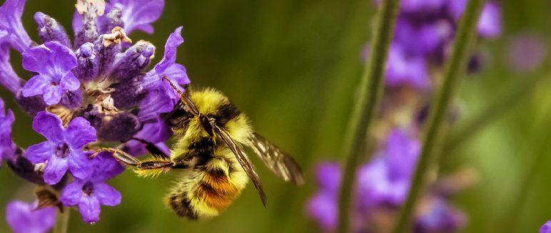 Stambourne Newsletter: June / July 2021