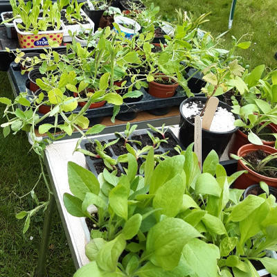 Plant sale