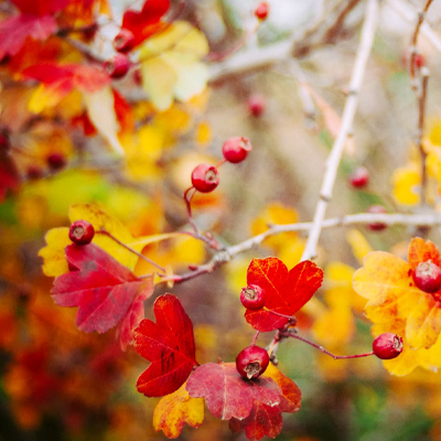 Autumn berries