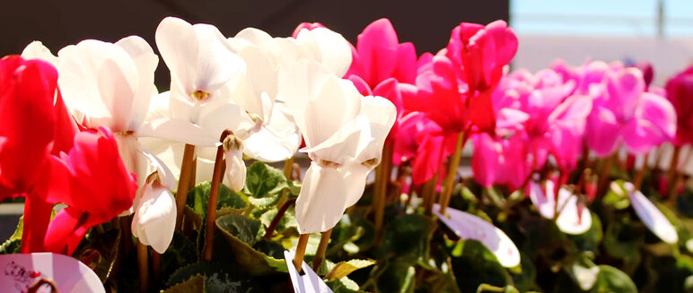 Coffee and flowers in Tiptree