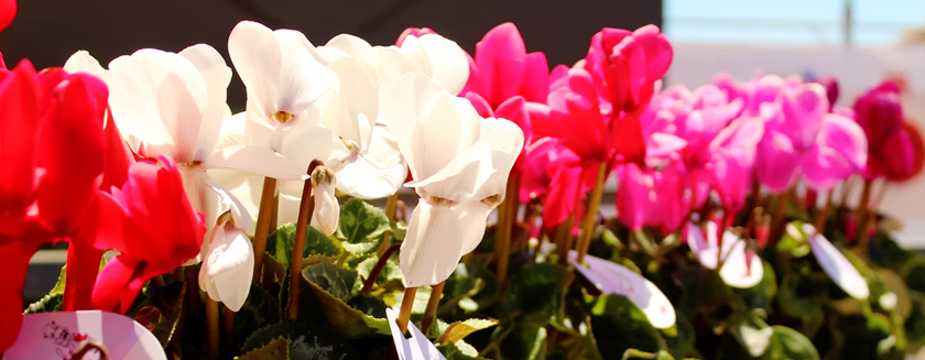 Stambourne Ladies Group (SLG) Coffee and flowers at the garden centre