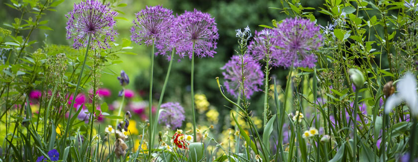 Open Garden at The Mill House