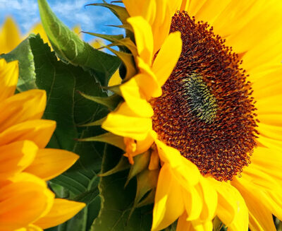 Stambourne Newsletter:  June / July 2025