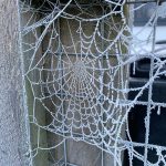 Icy spiderwebs in Stambourne - From Mandy