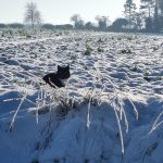 Cat in the snow — from Steve