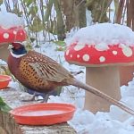 Snow in Stambourne - From Vicky