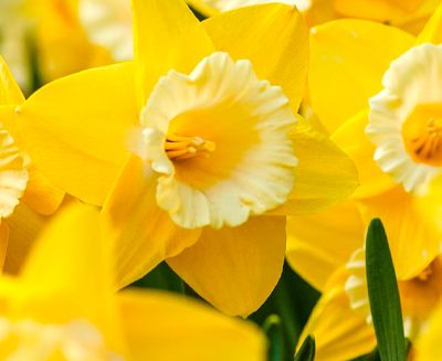 Stambourne Newsletter: February / March 2023