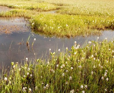 Talk: The Cinderella Habitat