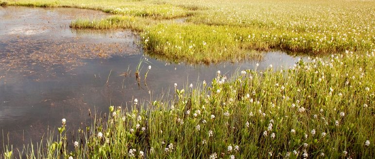 Talk: The Cinderella Habitat