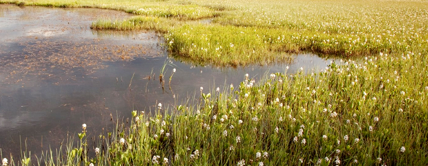 Braintree Local Group - Talk - The Cinderella Habitat - Peatlands, Planetary Warming and Paludiculture by Richard Lindsay