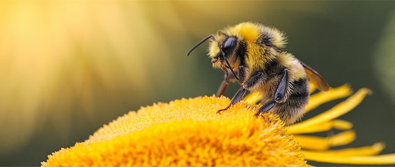 Talk: Bumblebees