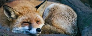 Talk: Foxes
