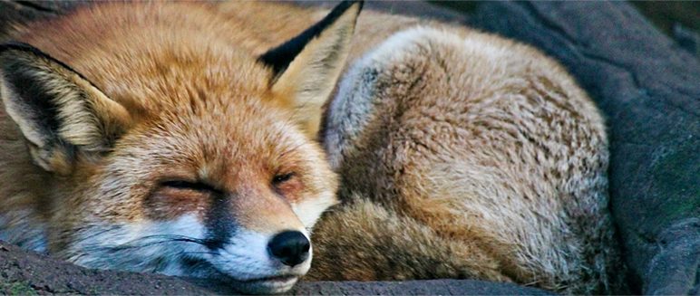 Talk: Foxes