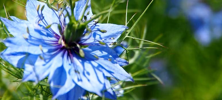 Hidden Gardens of Clare