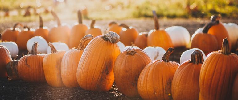 Harvest Festival at Stambourne Church