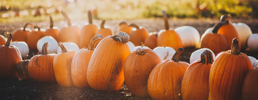 Harvest Festival