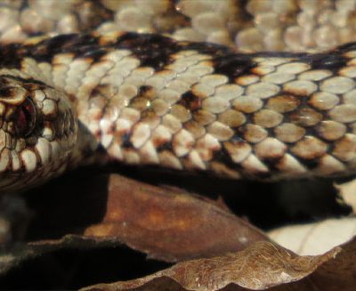 Talk: Serpents of Essex