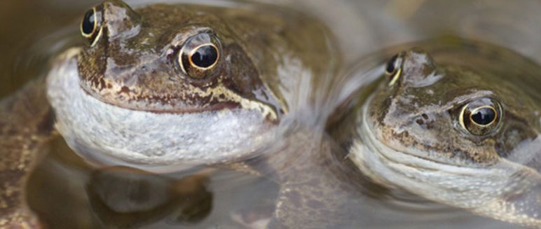 Talk: Amphibians