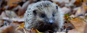 Hedgehog