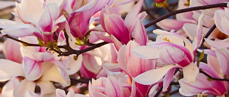 Stambourne Newsletter:  April / May 2025