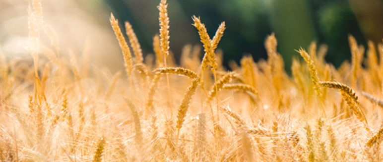 Stambourne Newsletter:  August / September 2025