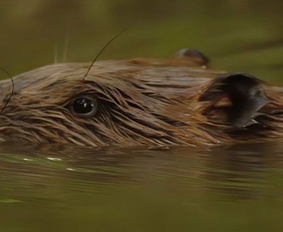 Talk: Rewilding in East Anglia