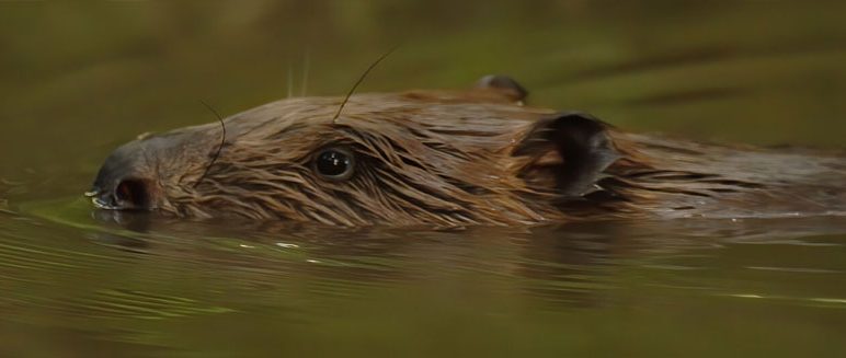 Talk: Rewilding in East Anglia