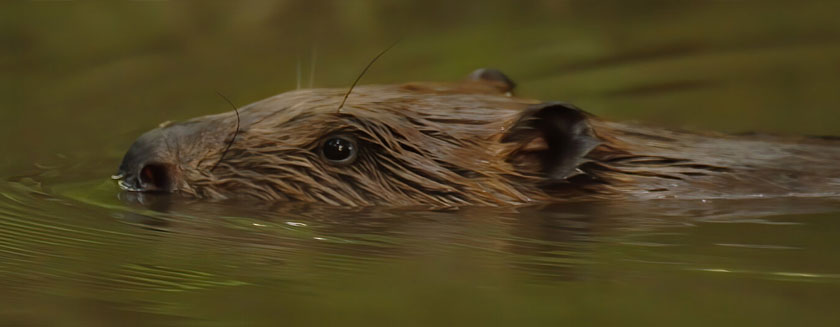 rewilding in east anglia