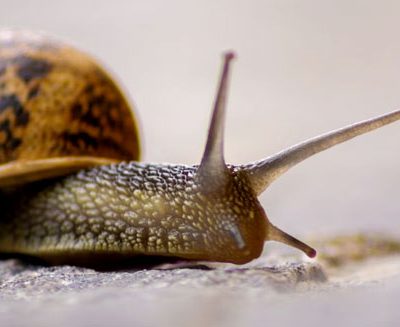 Talk: The Diversity of Molluscs