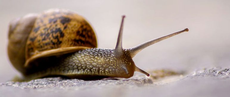 Talk: The Diversity of Molluscs