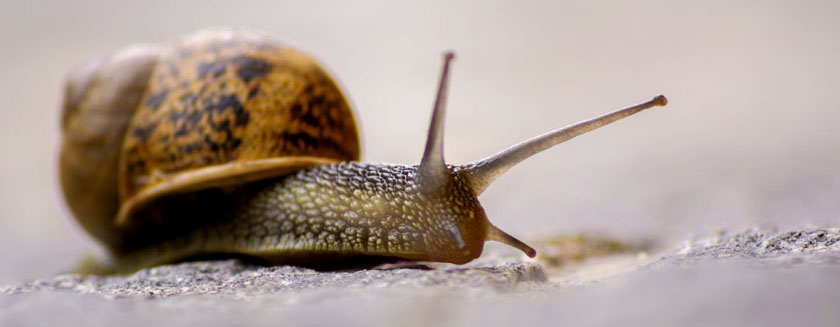 Diversity of Molluscs