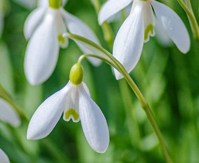 Stambourne Newsletter: February / March 2026