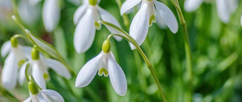 Stambourne Newsletter: February / March 2026