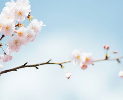 Spring Craft Market in Stambourne