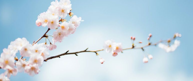 Spring Craft Market in Stambourne