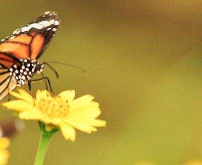 Talk: Britain’s Butterflies in a Changing Environment
