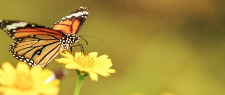 Talk: Britain’s Butterflies in a Changing Environment
