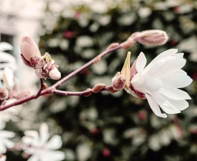 Stambourne Newsletter: April / May 2026