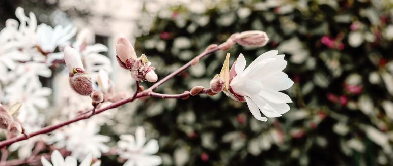 Stambourne Newsletter: April / May 2026