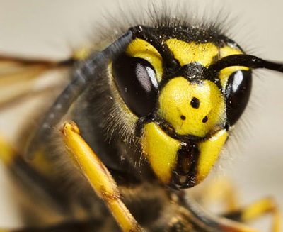 Talk: The Wonderful World of Wasps