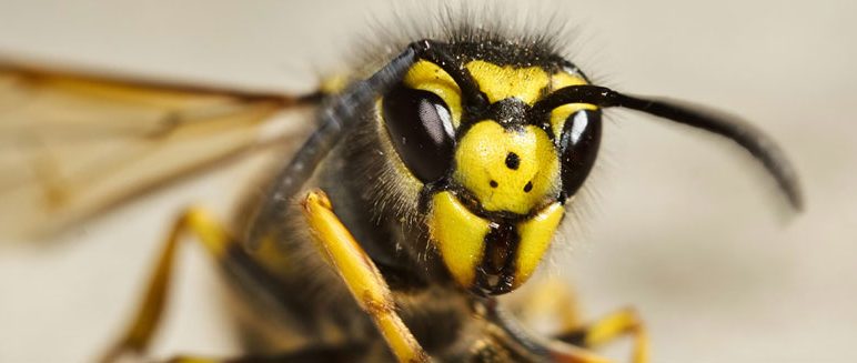 Talk: The Wonderful World of Wasps