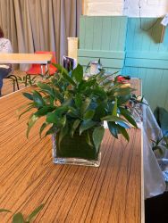 Create a floral work of art with Jane